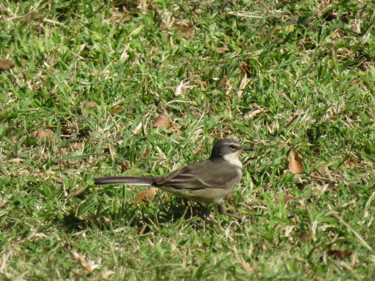 9124CapeWagtail.JPG