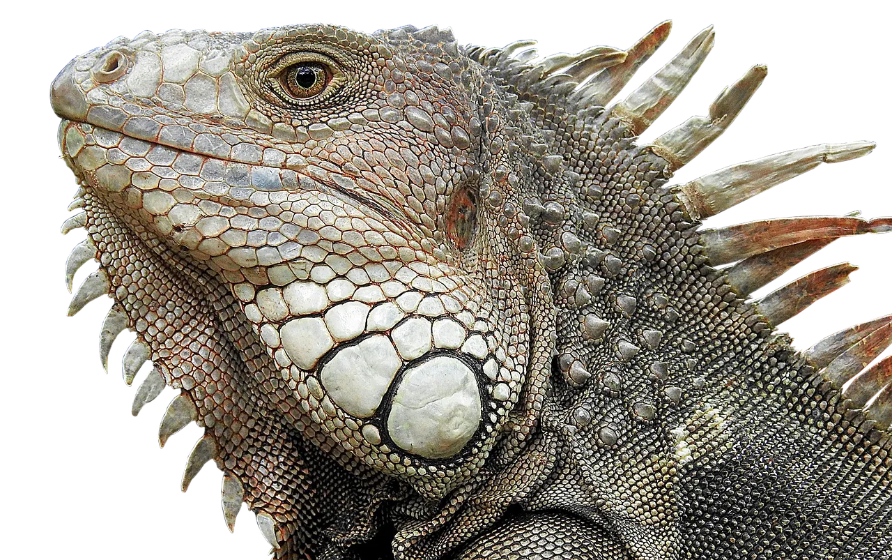 lizard3064164_1280.webp