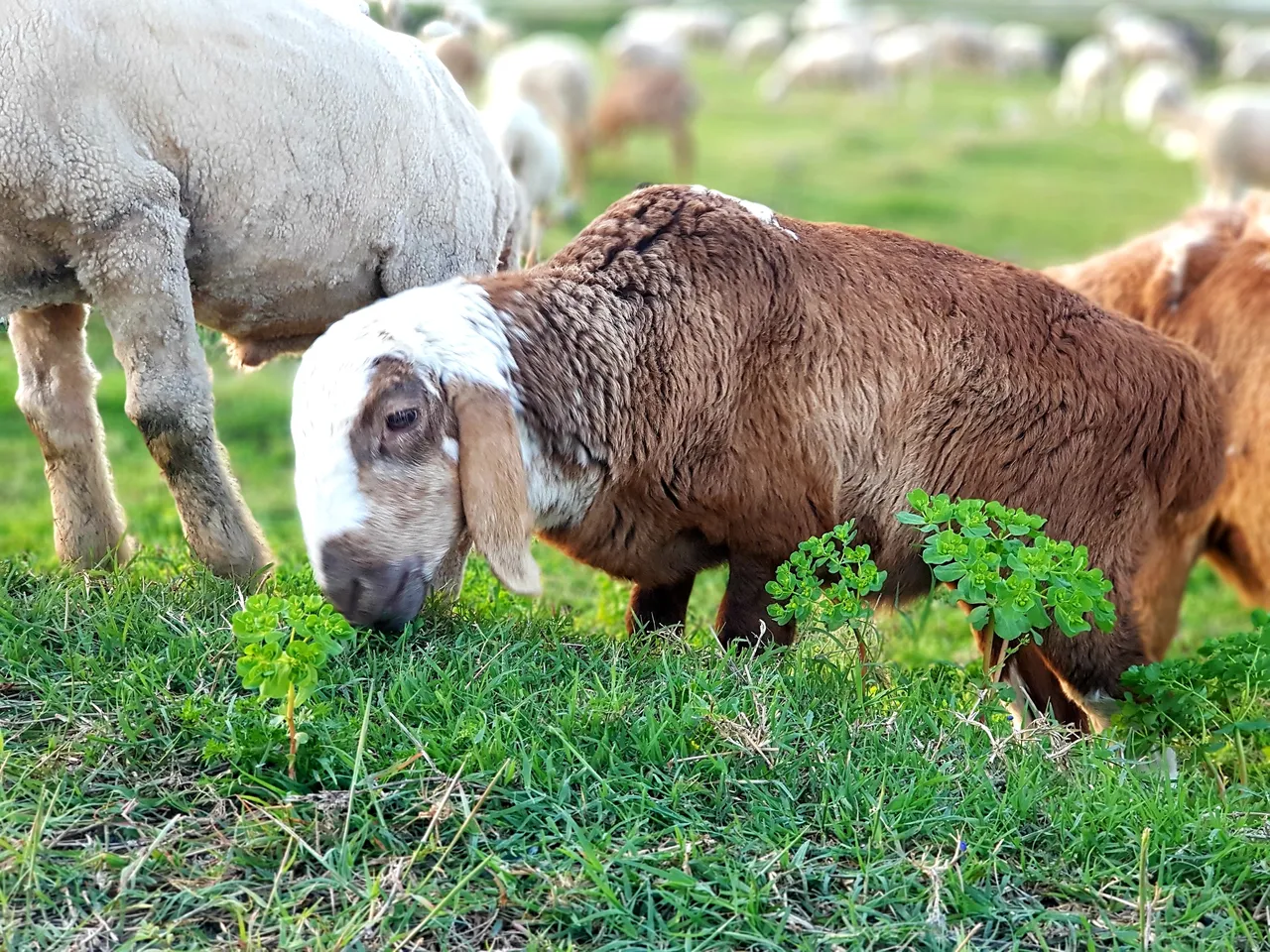 sheep photos 4.jpg