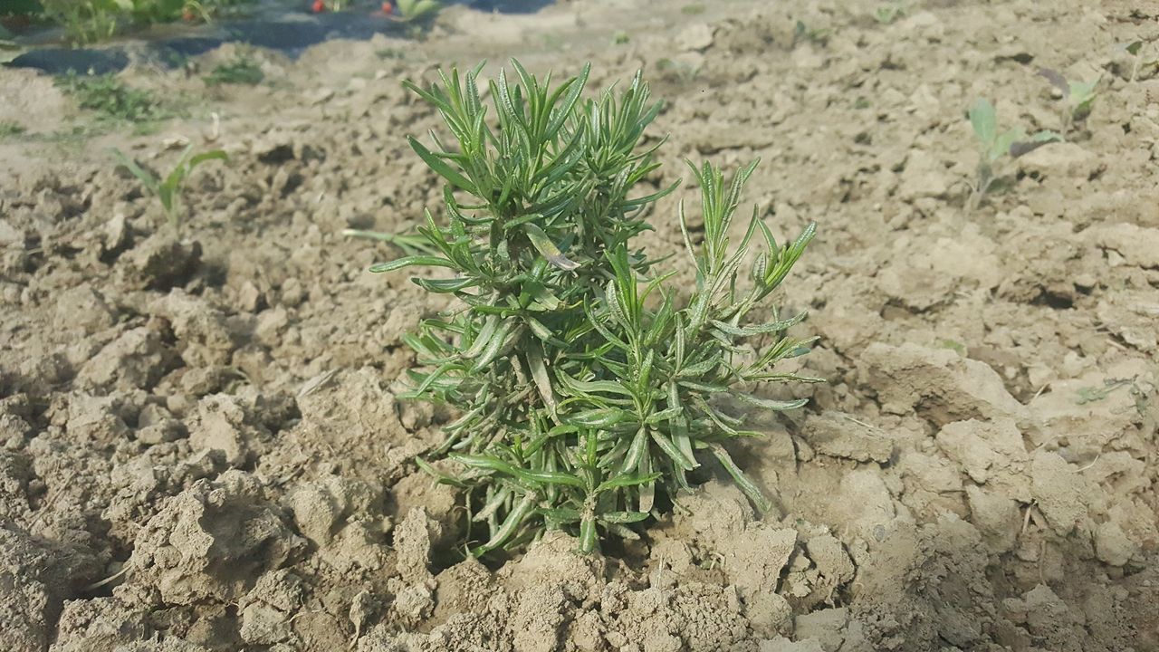 IMG_20200601_161833.jpg