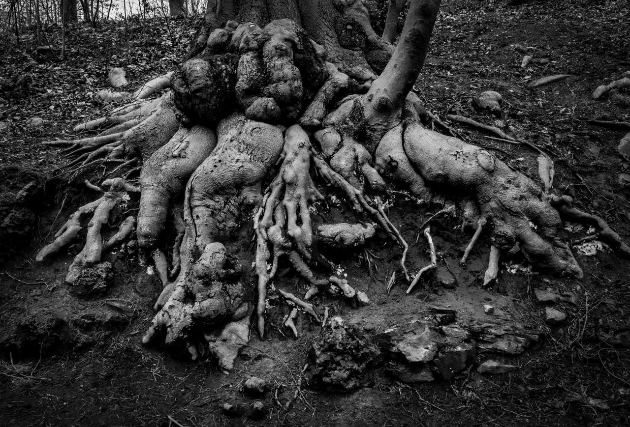 XT200939_Roots_BW.JPG