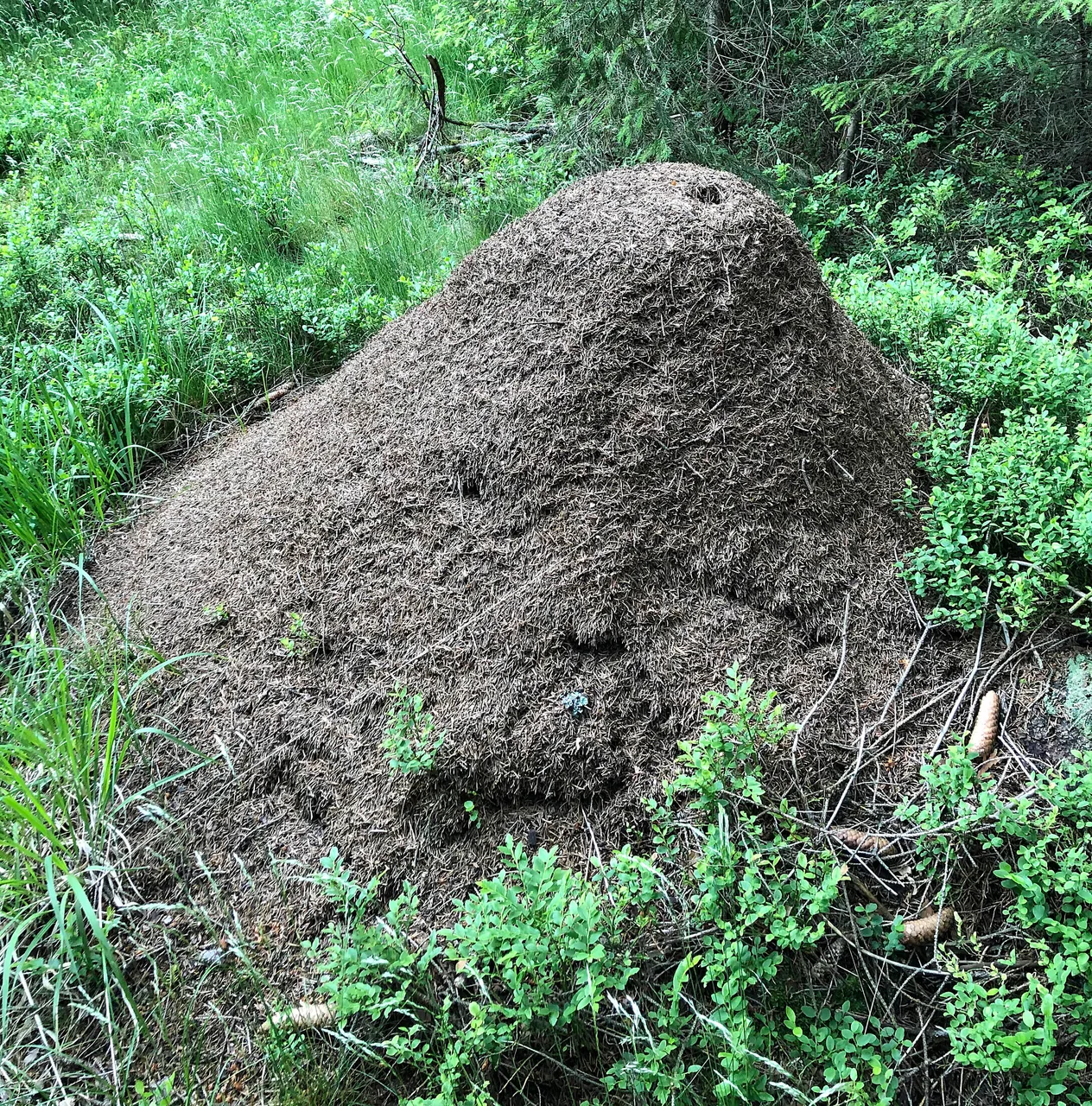 ameisenhaufen.jpg