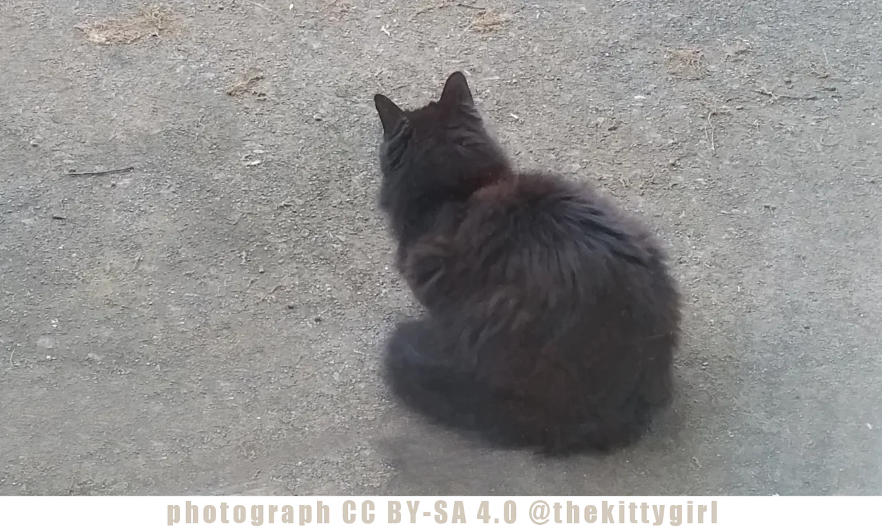 TurkishAngora1.png