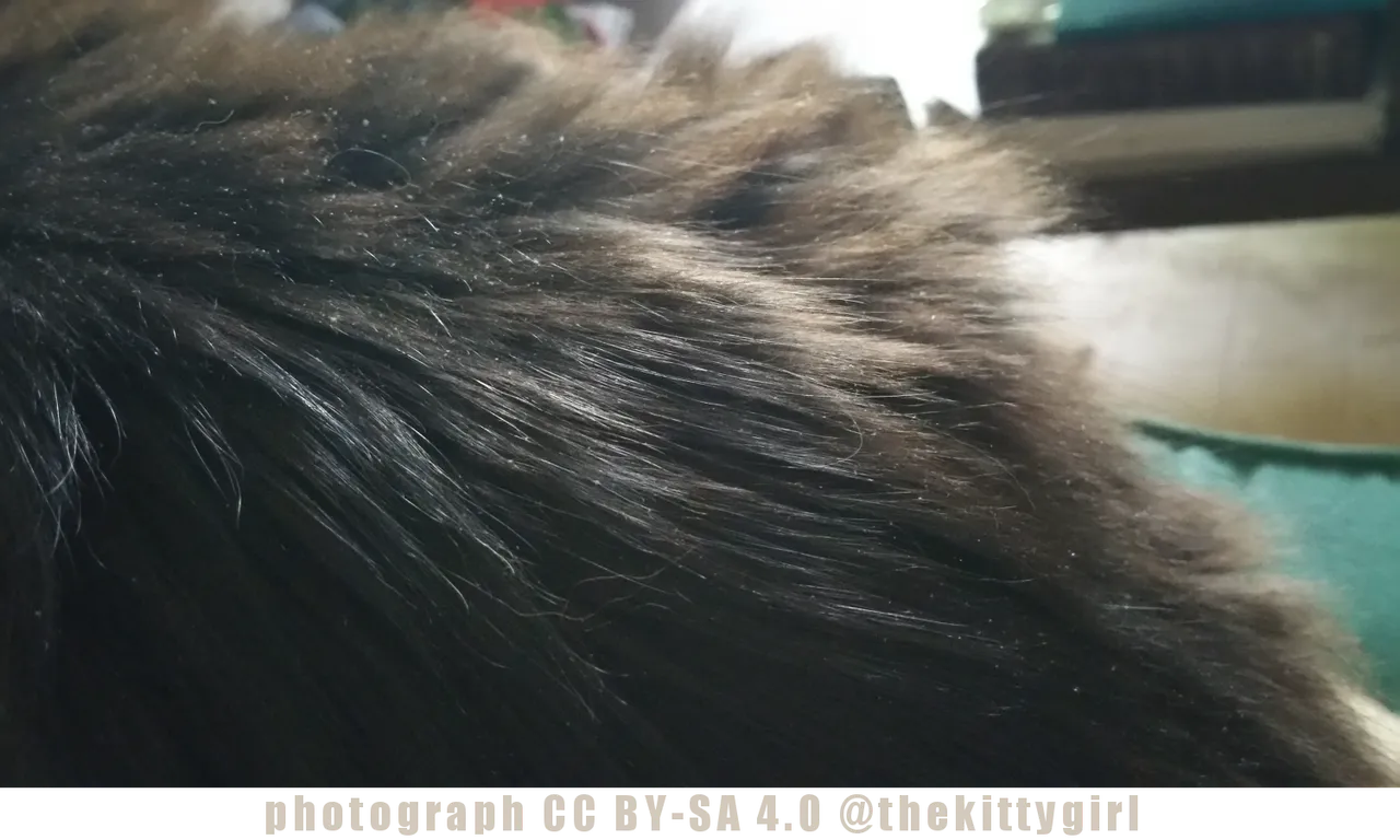 TurkishAngora2.png