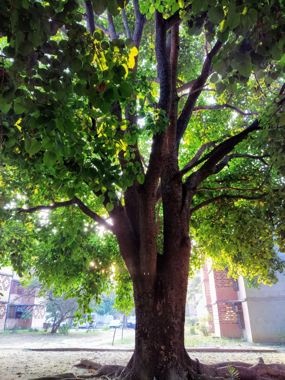 ARBOL DESE ABAJO.jpg