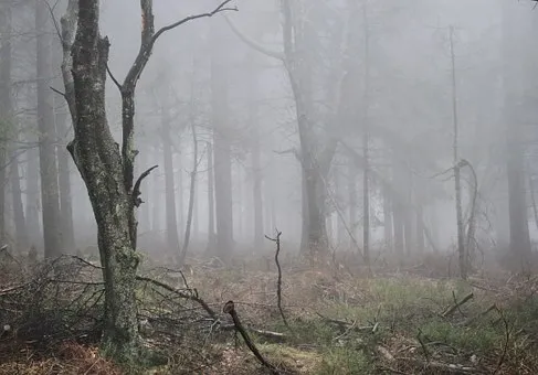 fog258237__340.jpg