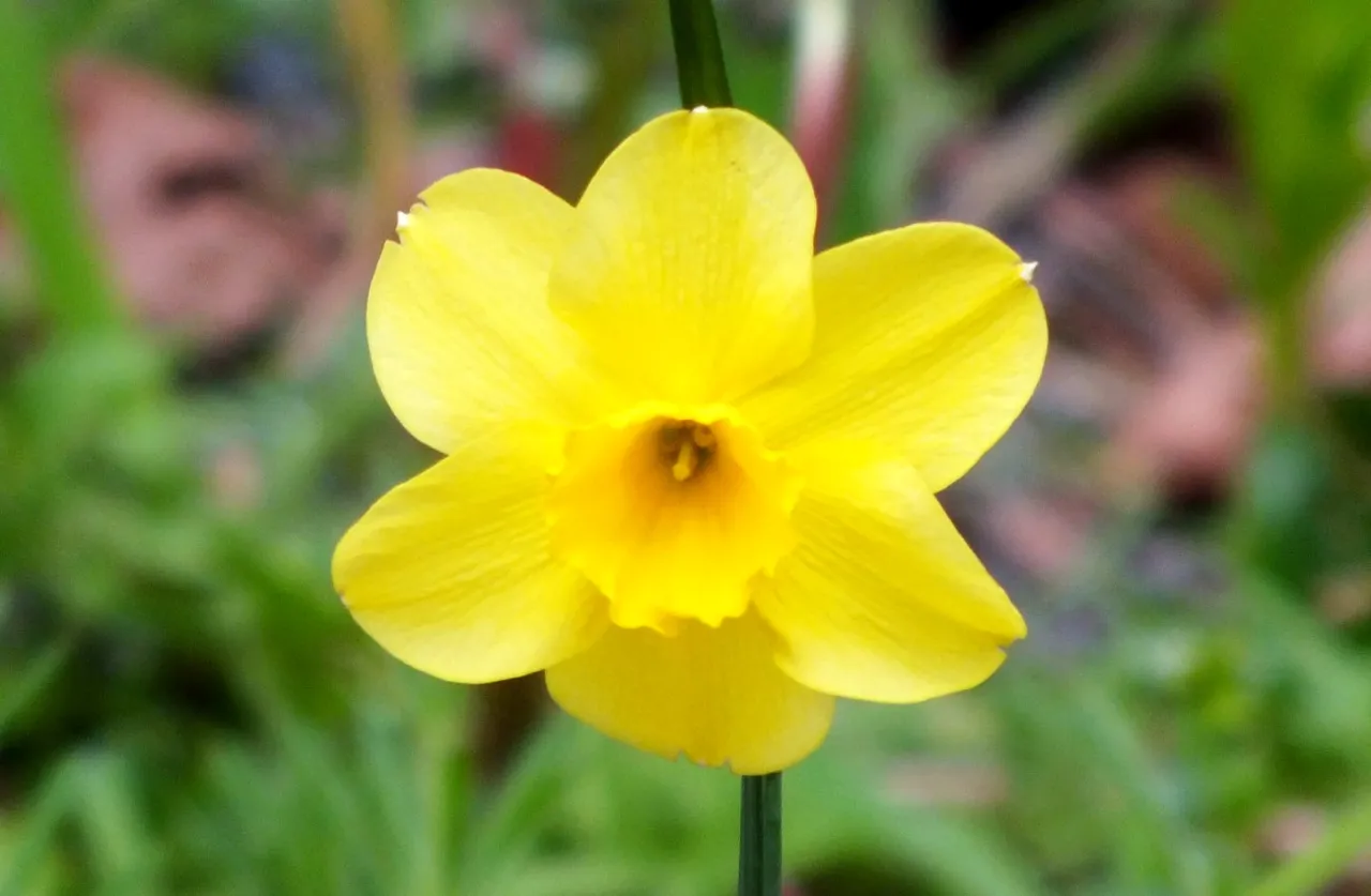 0555Narcissus.jpg