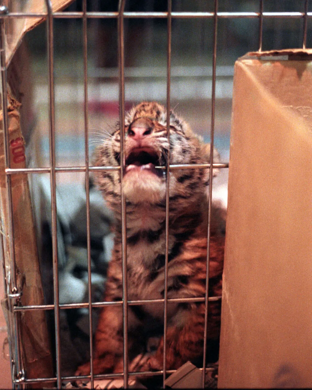 babytiger.jpg