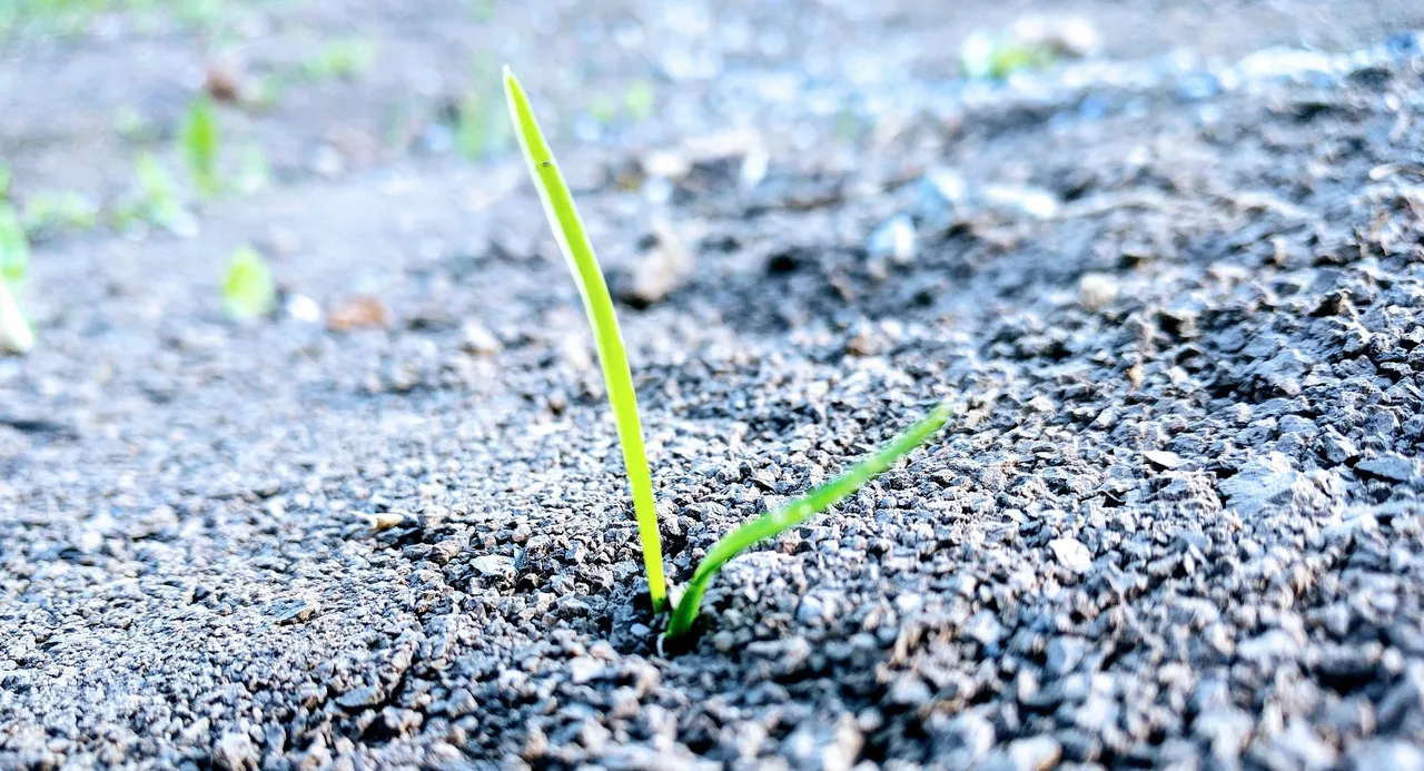 grass2406908_1920.jpg