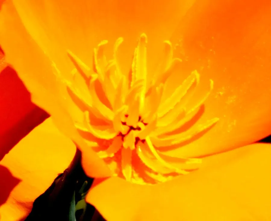 RD0043Poppy.jpg