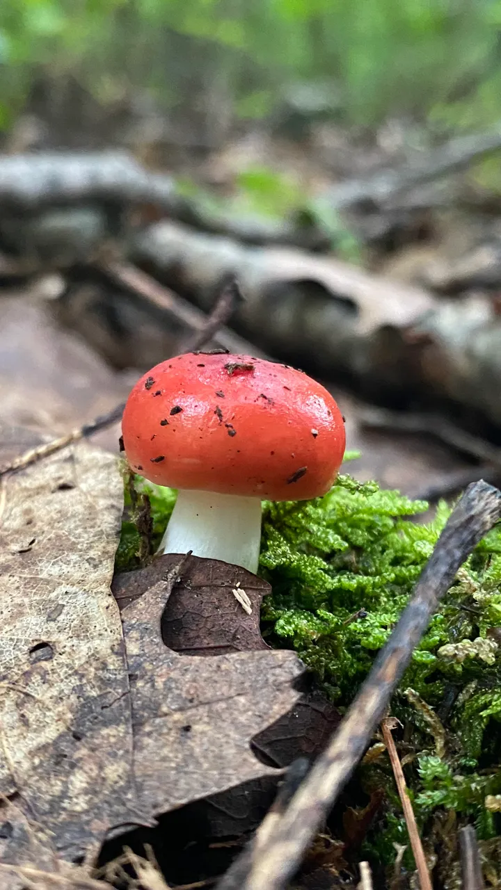 Russula