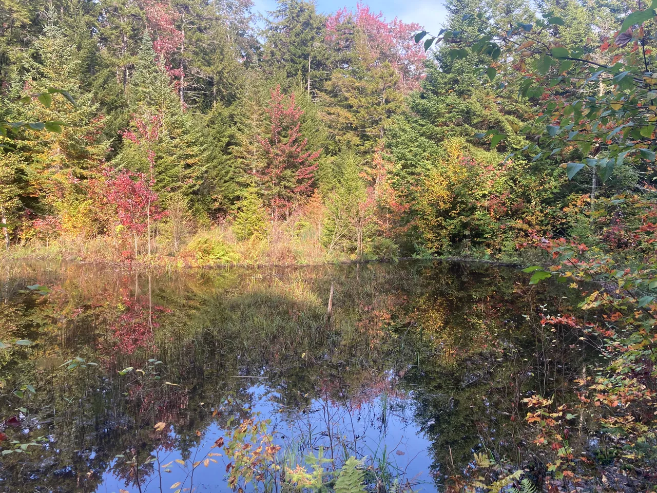 Beaver Pond