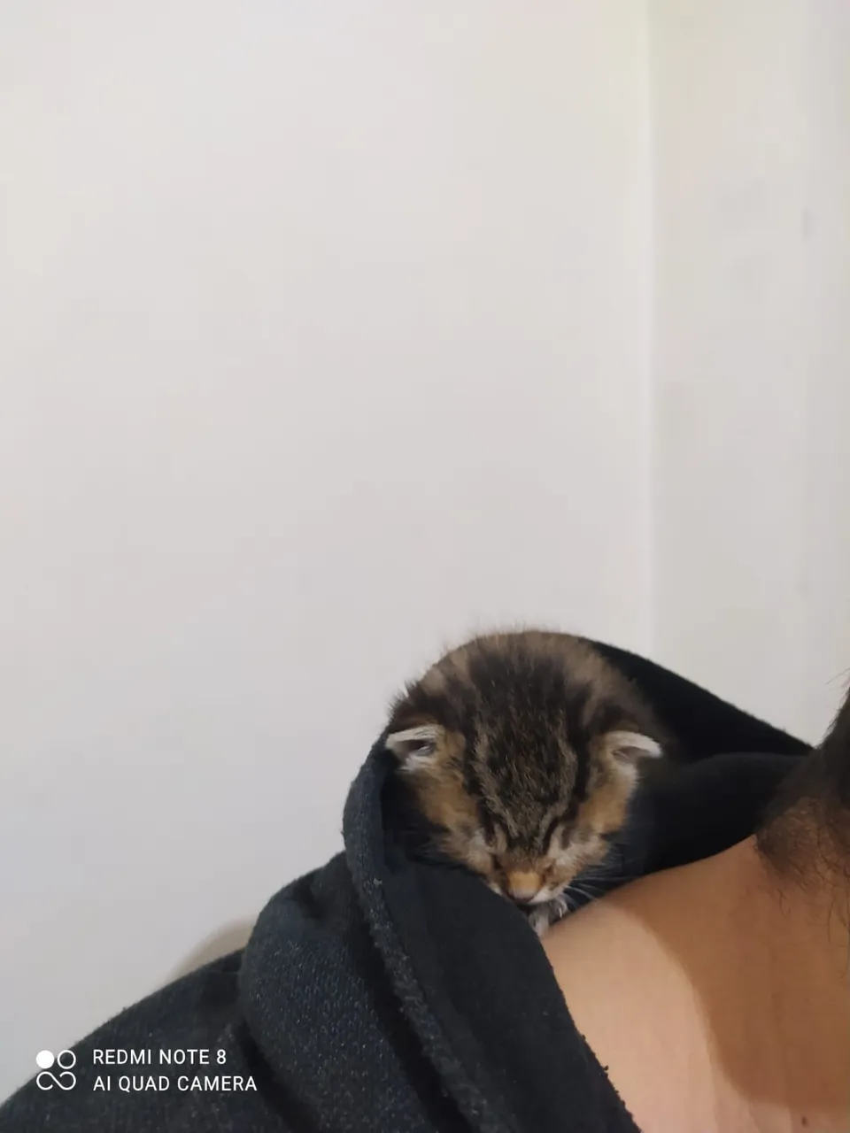 cat5.jpg