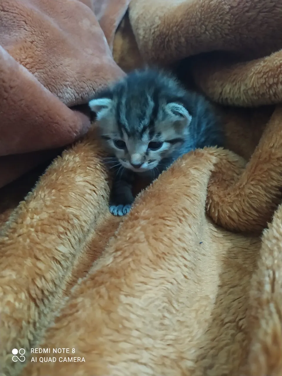 cat3.jpg
