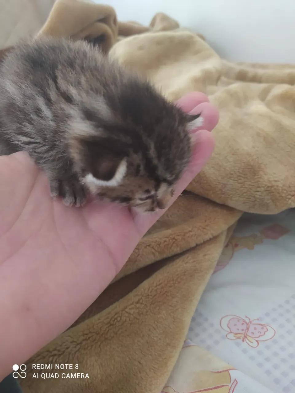 cat0.jpg