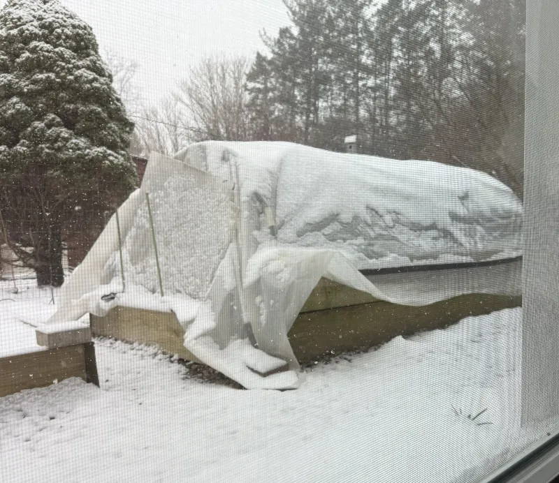 snow.jpg