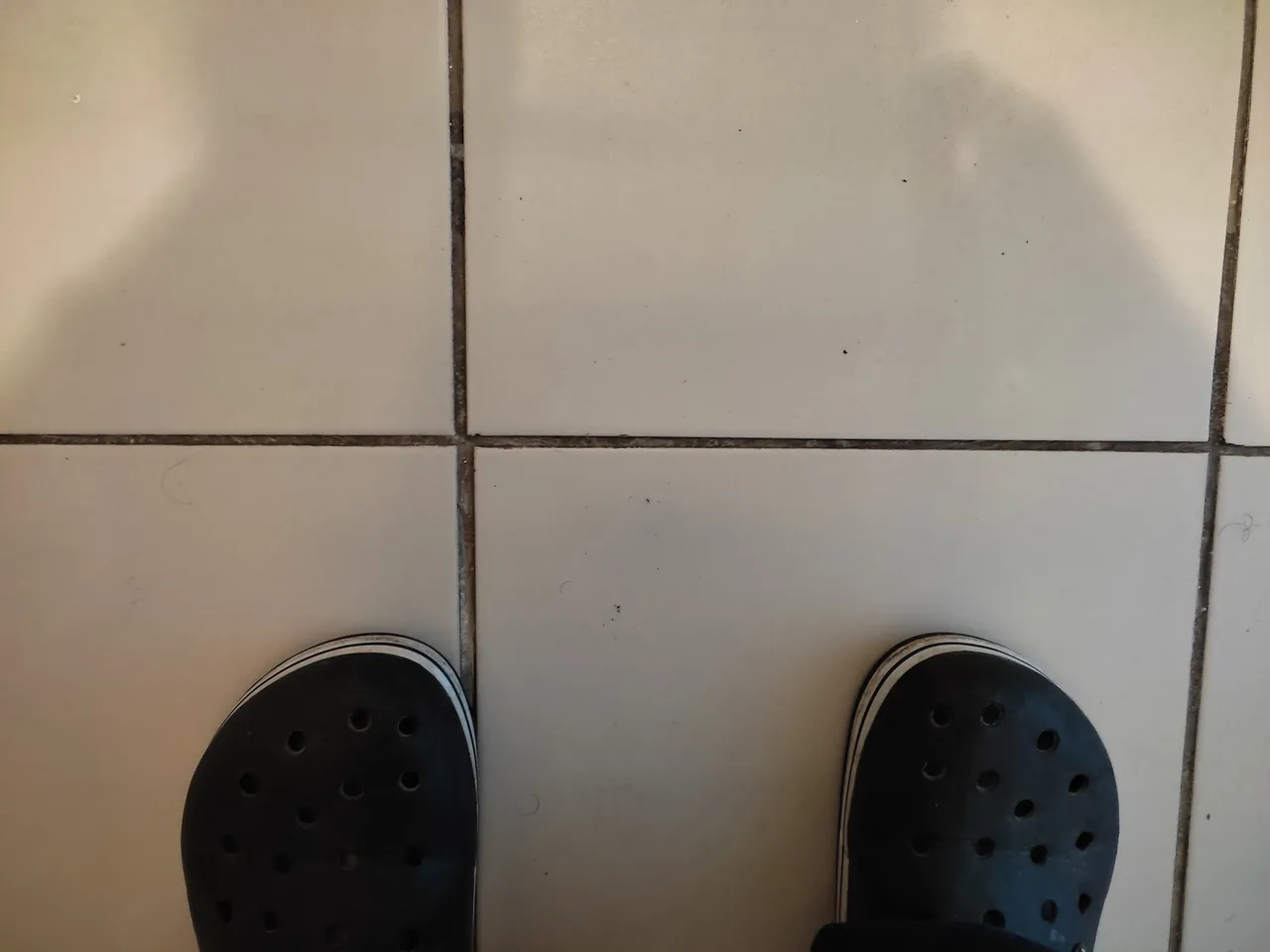 Pies.jpg