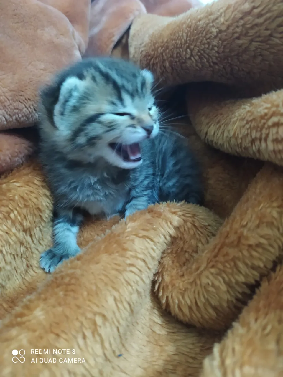 cat1.jpg