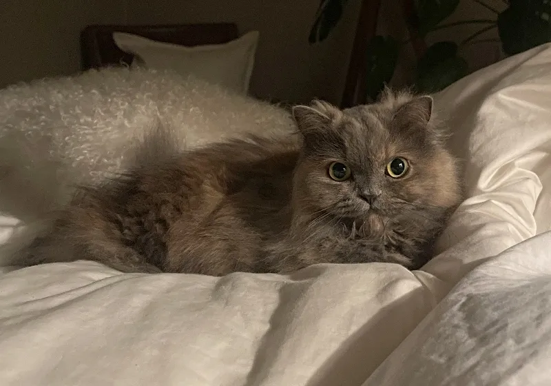 lucy.jpg