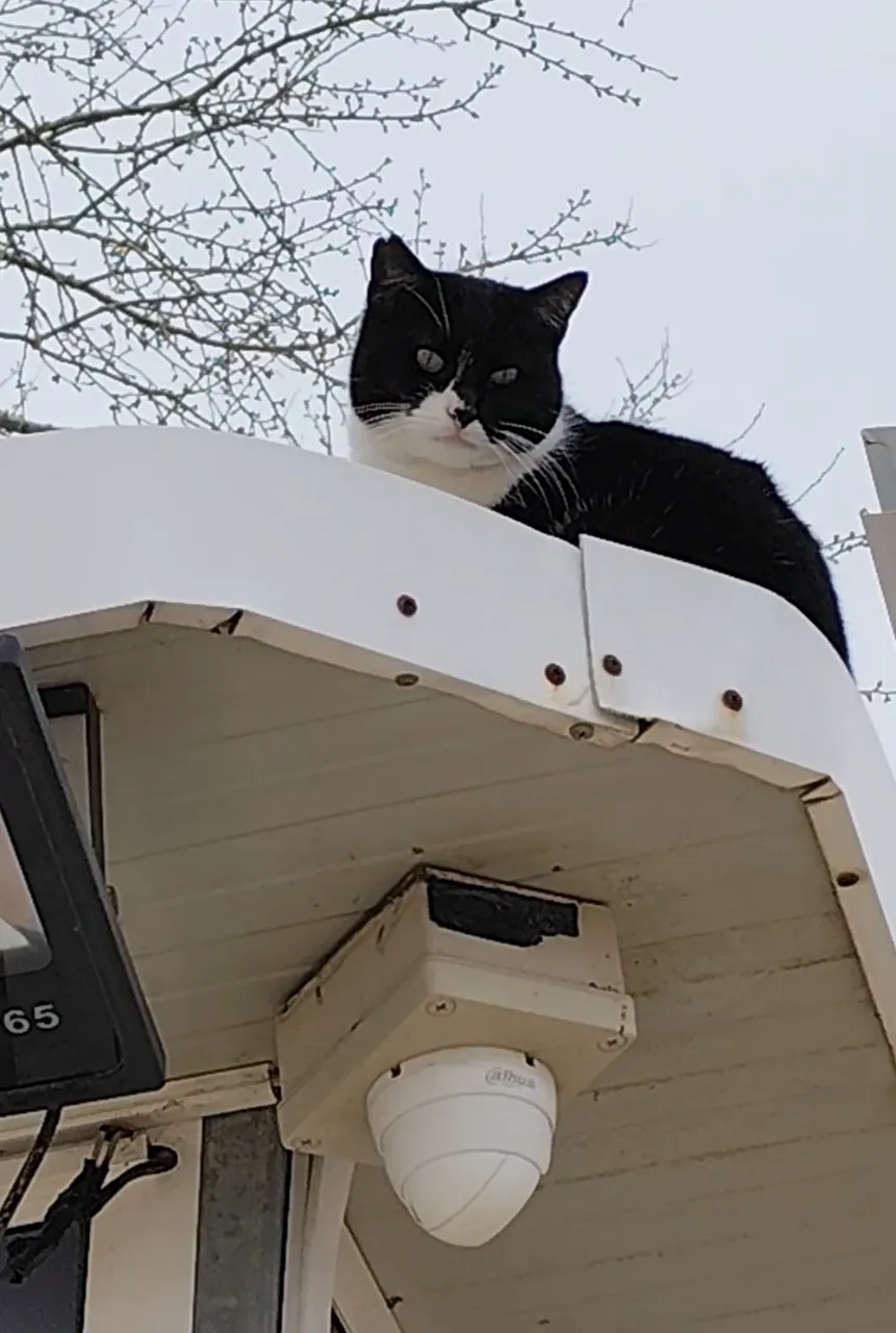 cat6.jpg