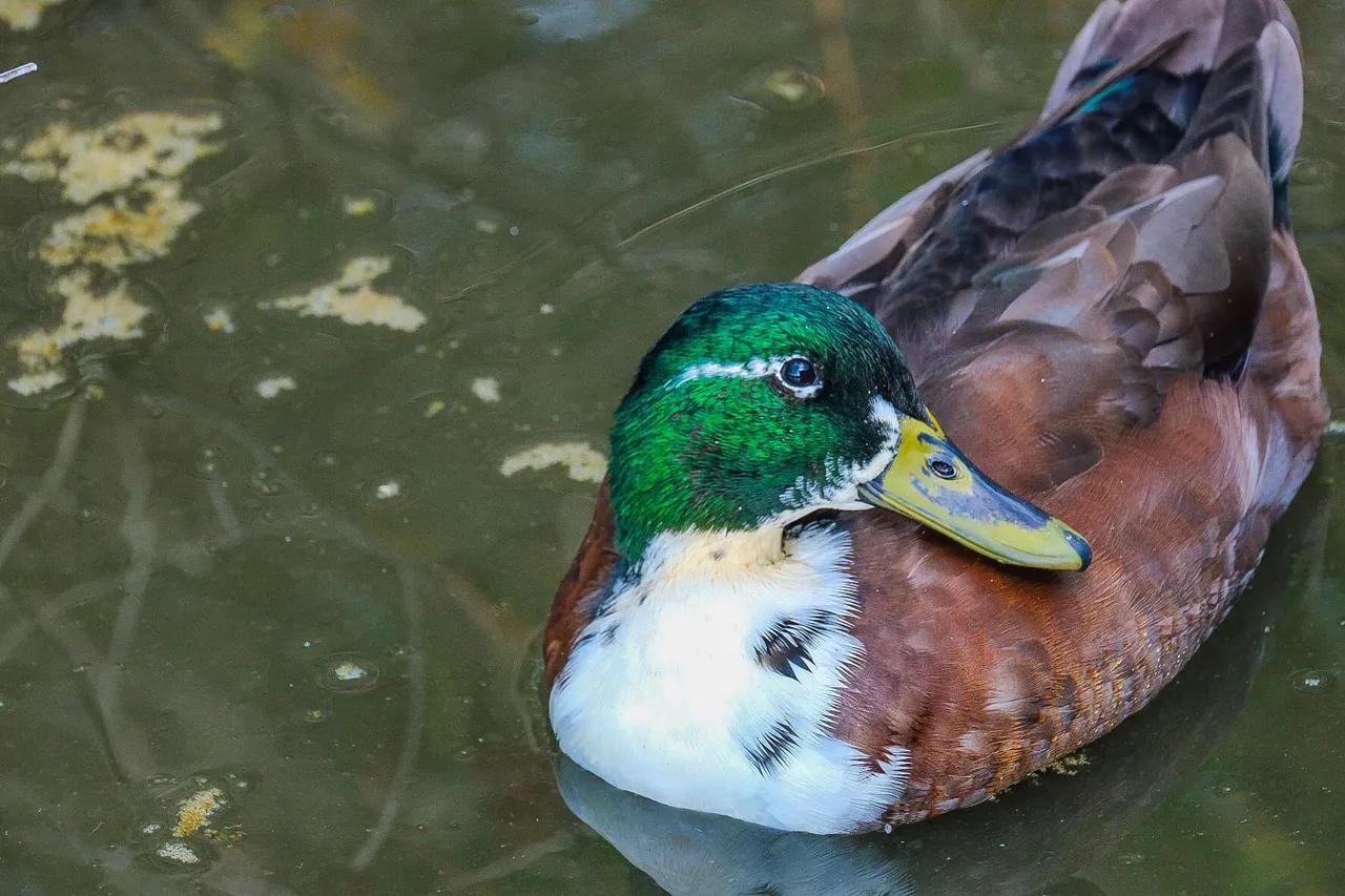 Duck.jpg