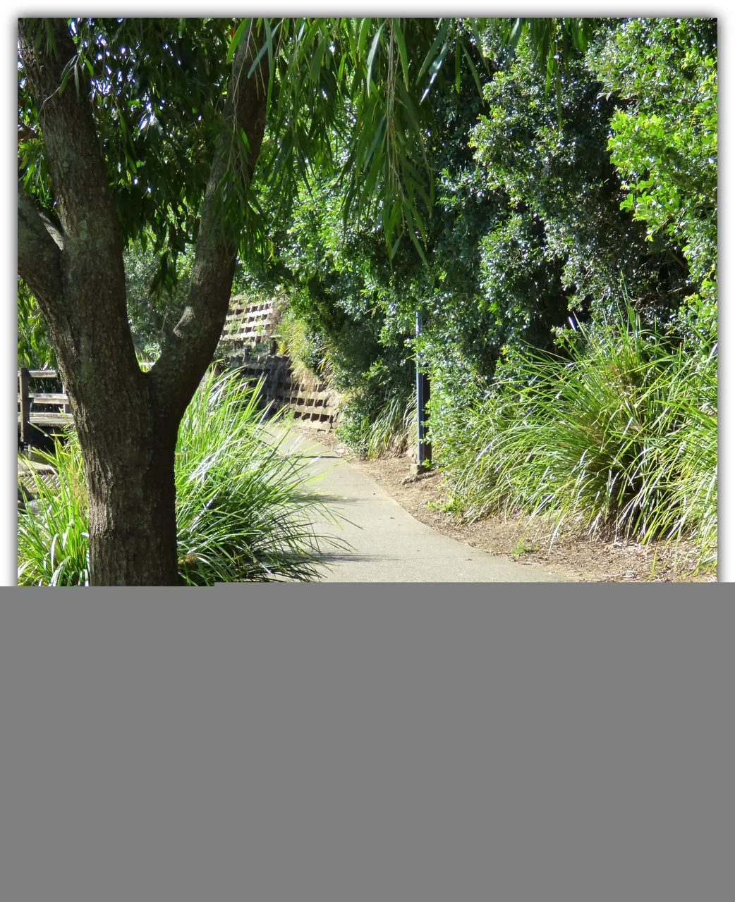 PATH.jpg