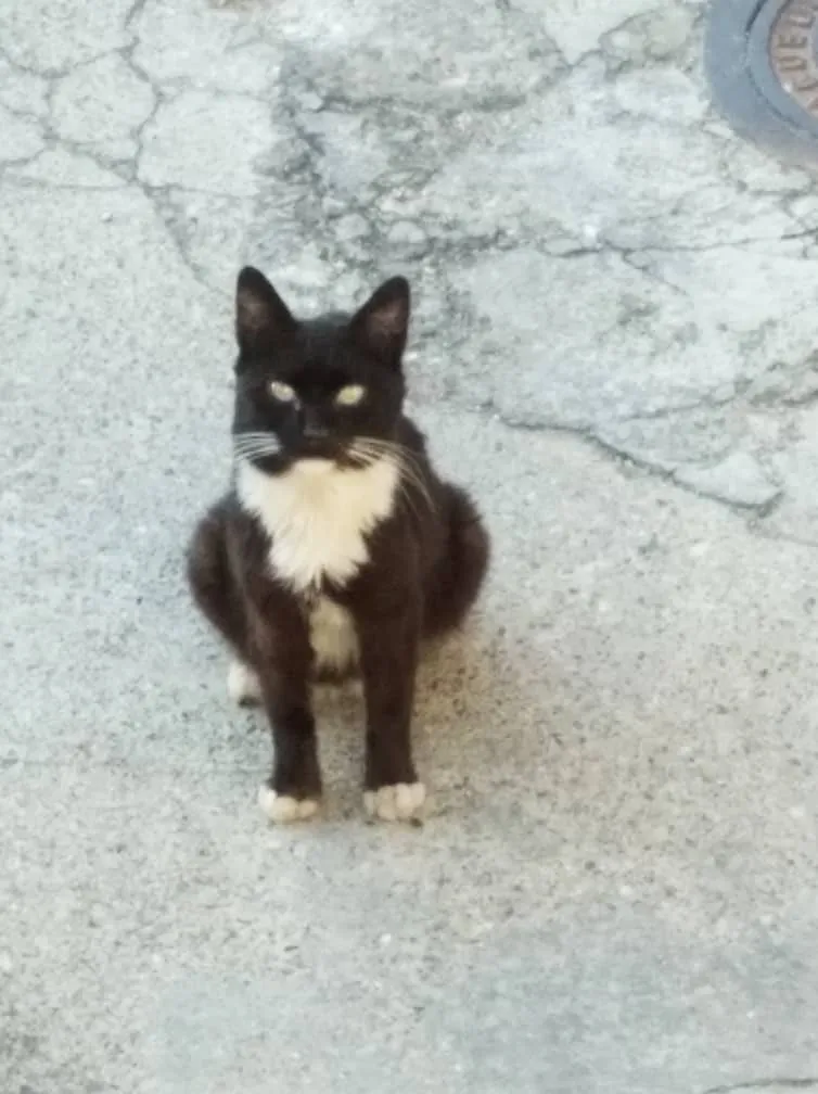 cat2.jpg