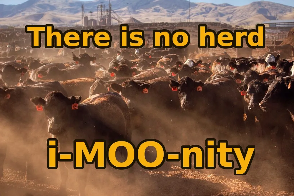 moo2.jpg