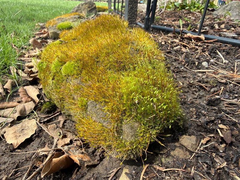 moss.jpg