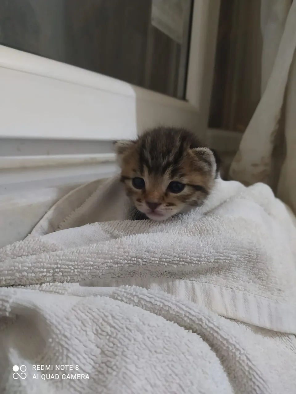 cat4.jpg