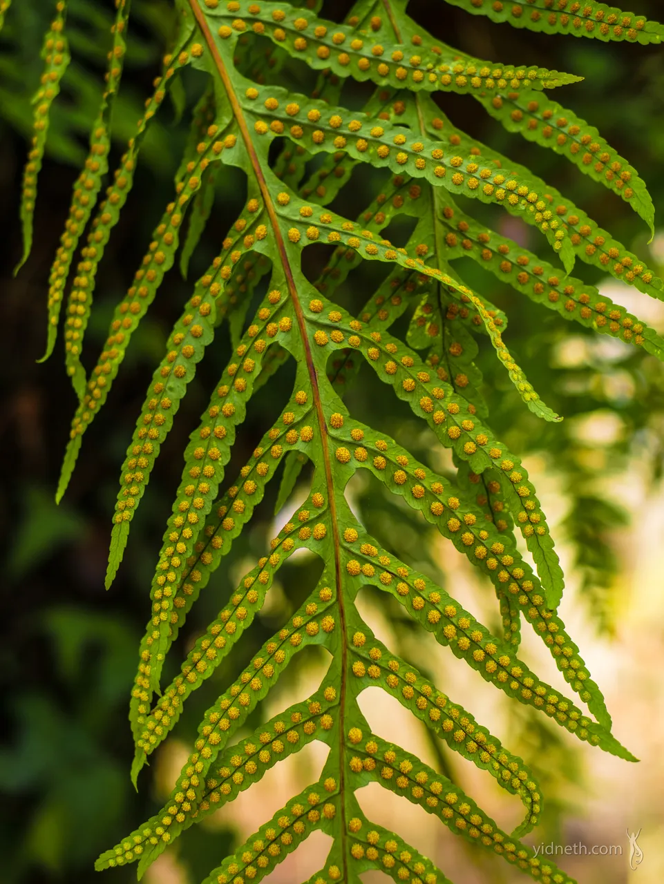 fern.jpg