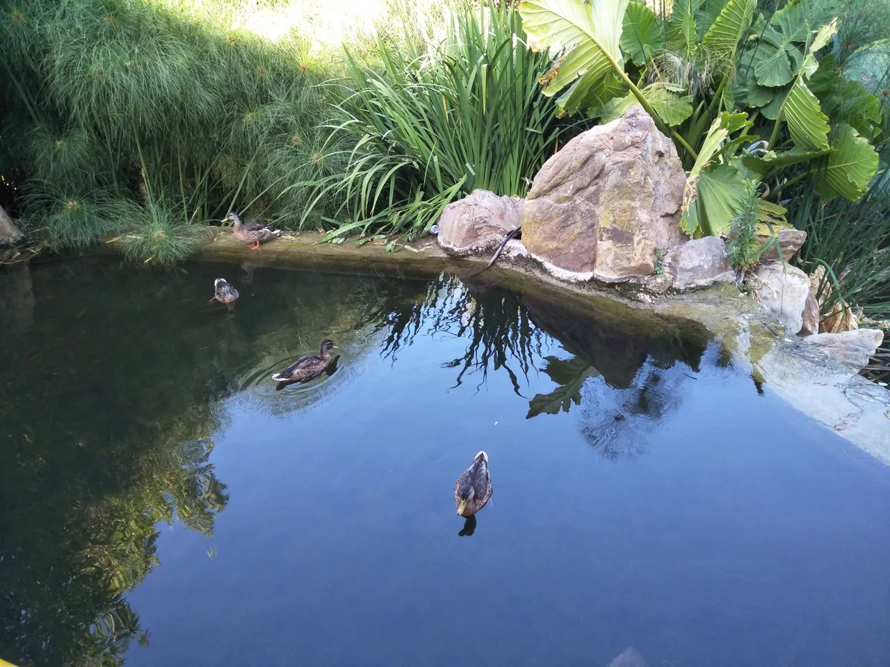 ponds.jpg