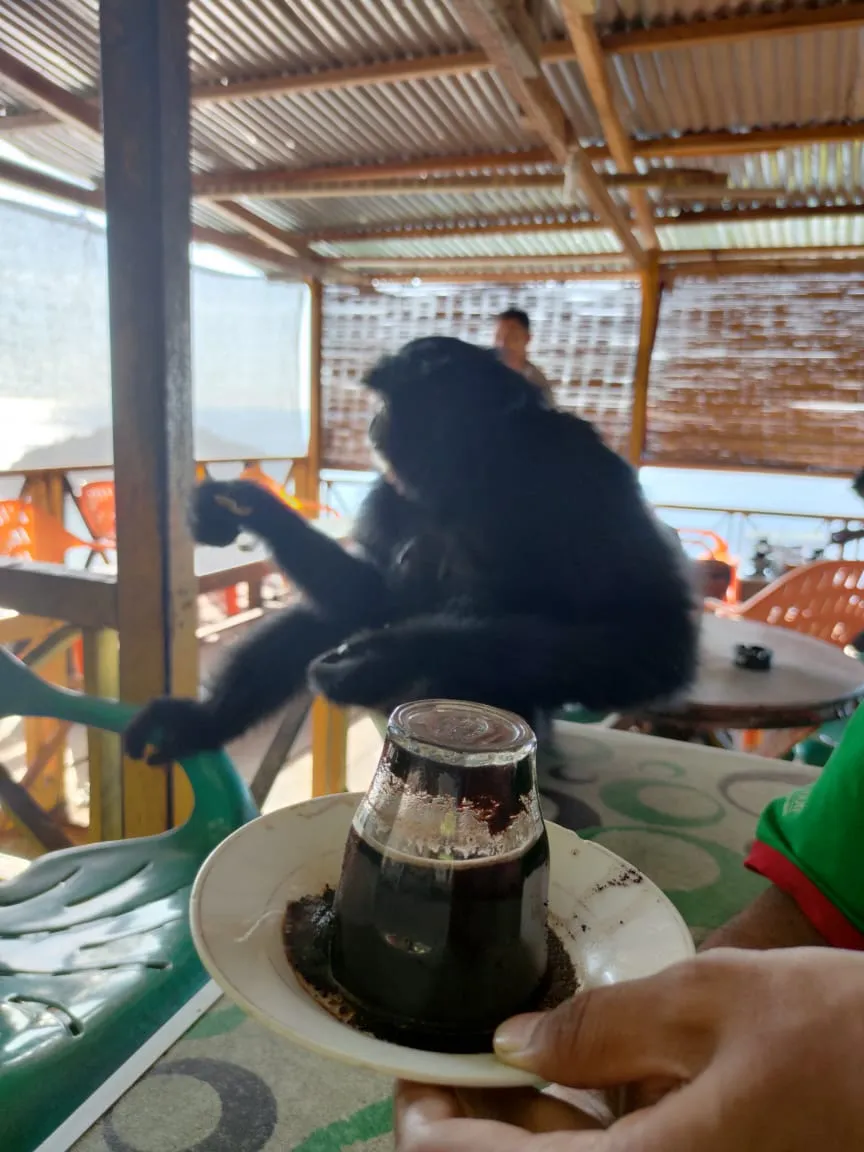 Kopi khop and siamang.