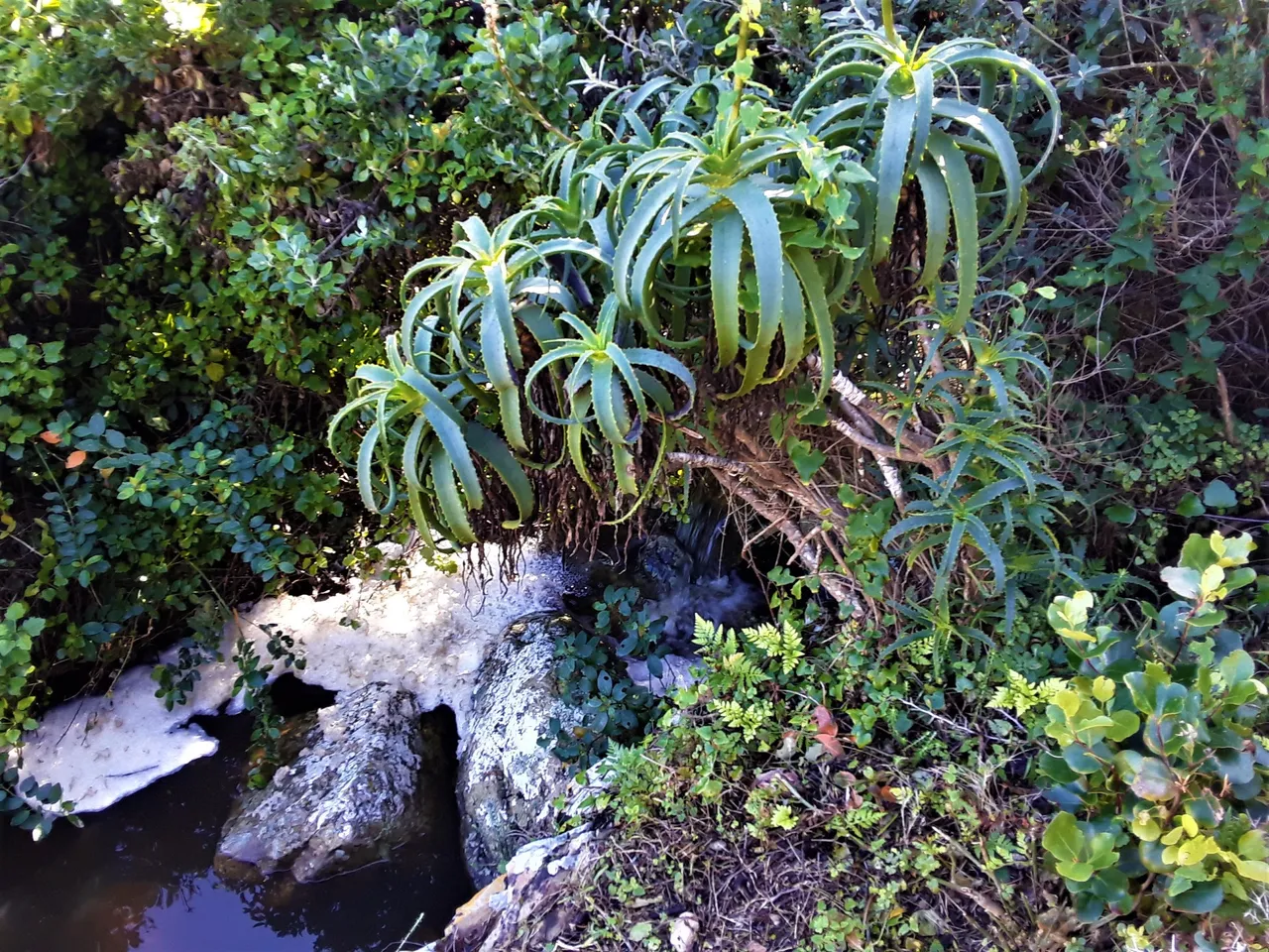 Succulents at a fresh water river near the shoreline