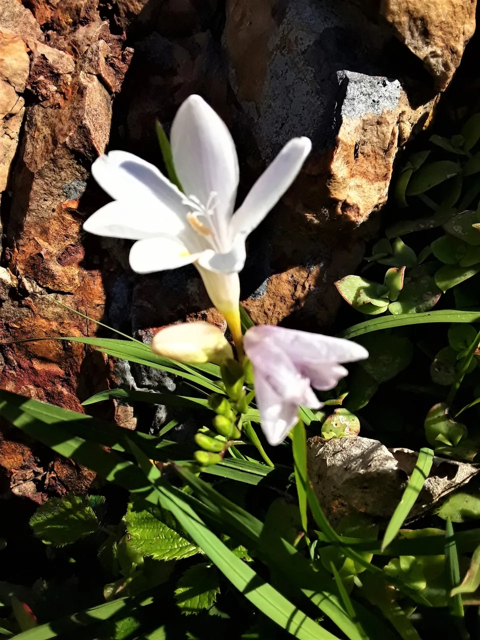 Miniature flowers like this pop up randomly