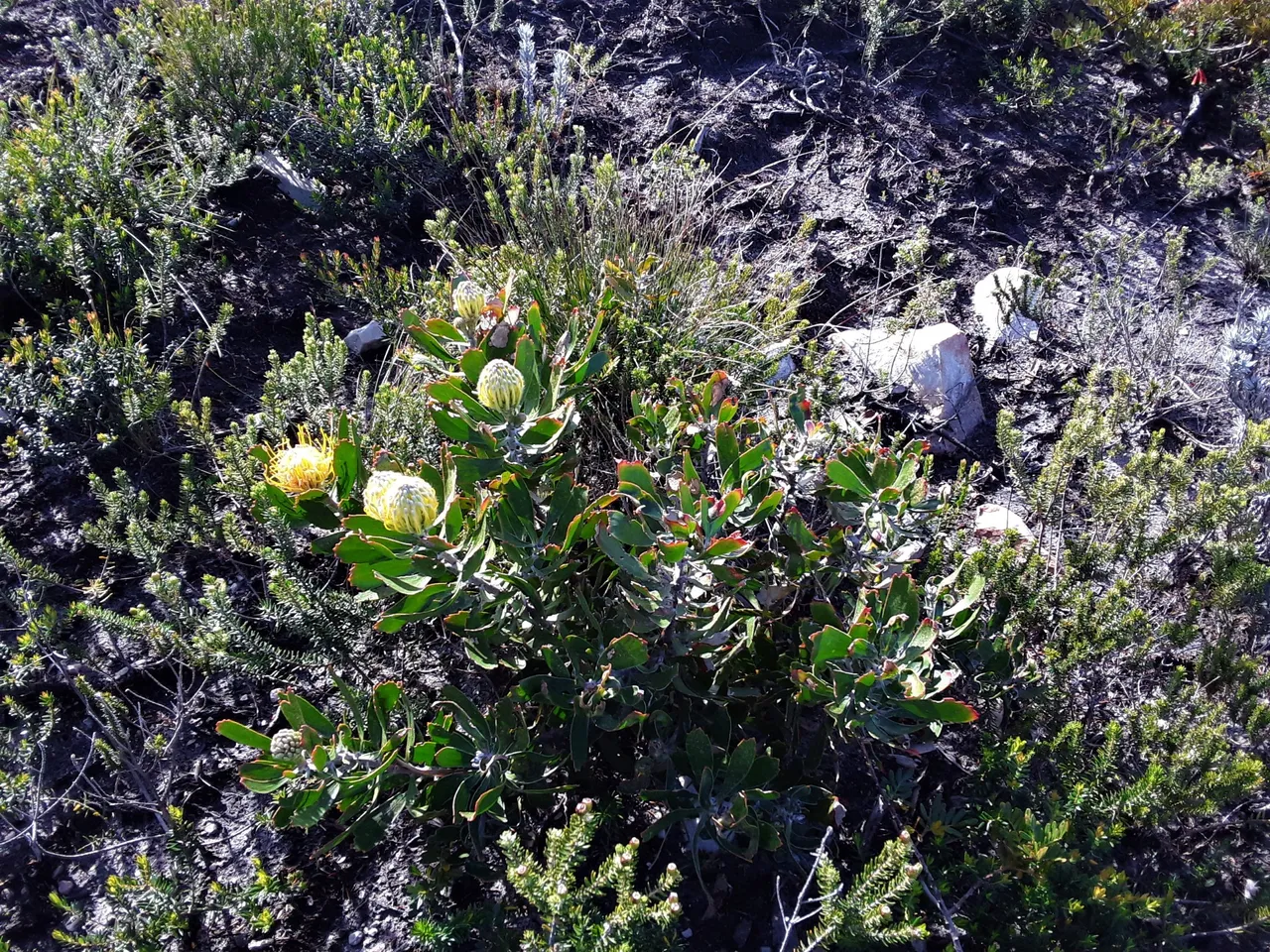 Most plants are small shrubs and bushes here so you need to look closely to appreciate them