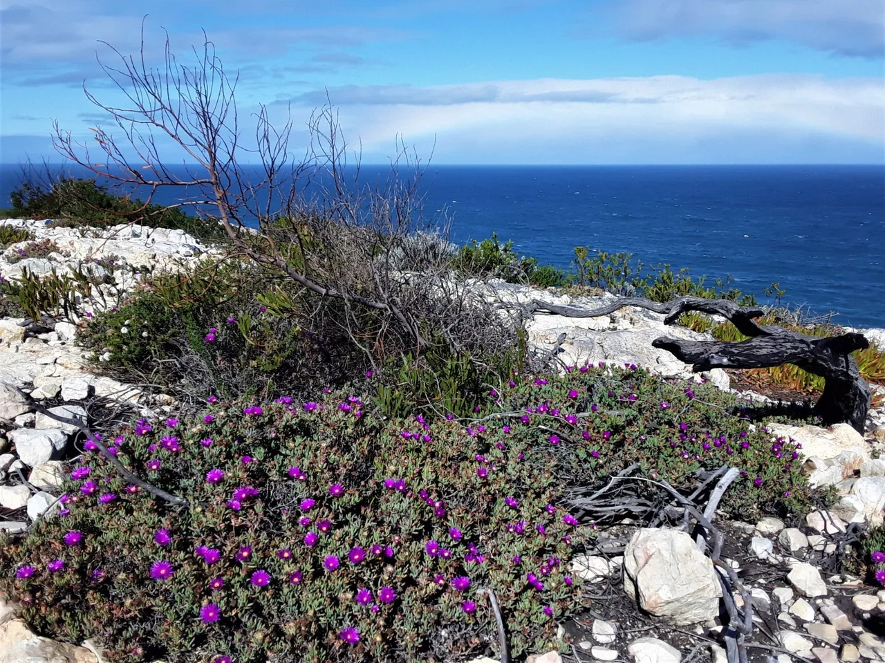 Shocking pink species that look pre-historic on the South African shoreline