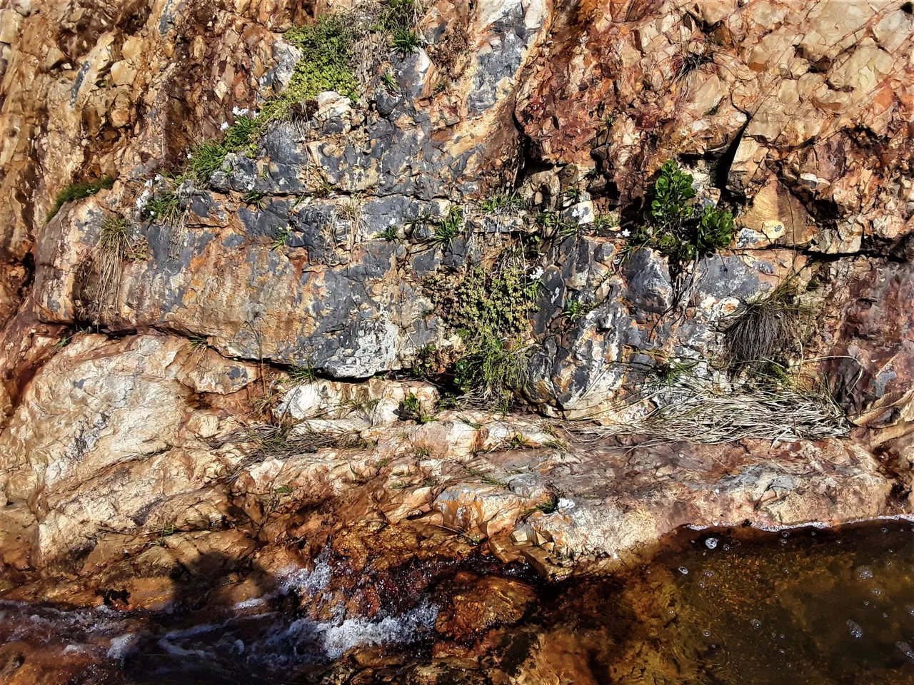 If you look carefully you can see the white flowers all along the rock face