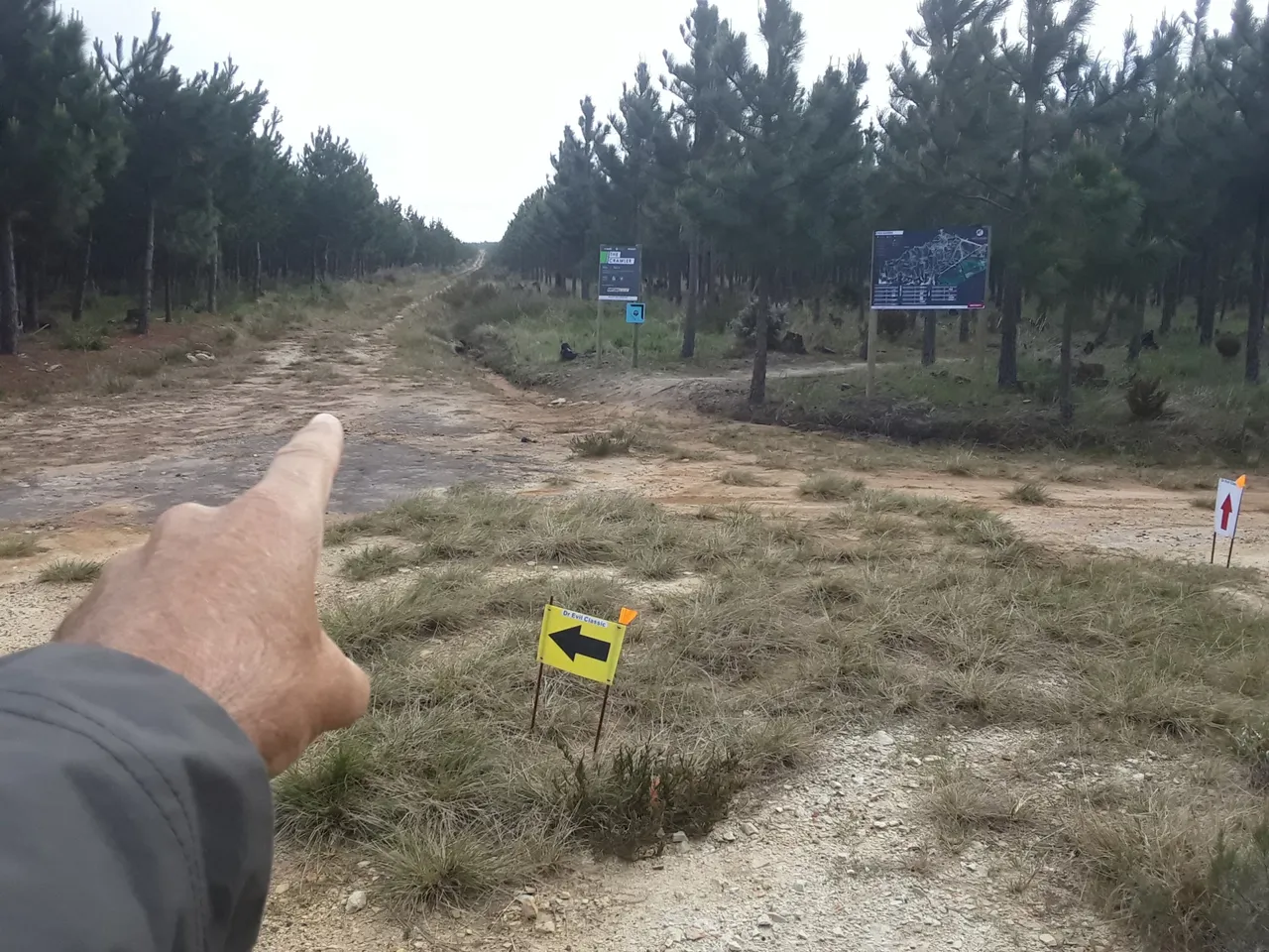 Pine plantation which has been used as a mountain biking maze of trails.