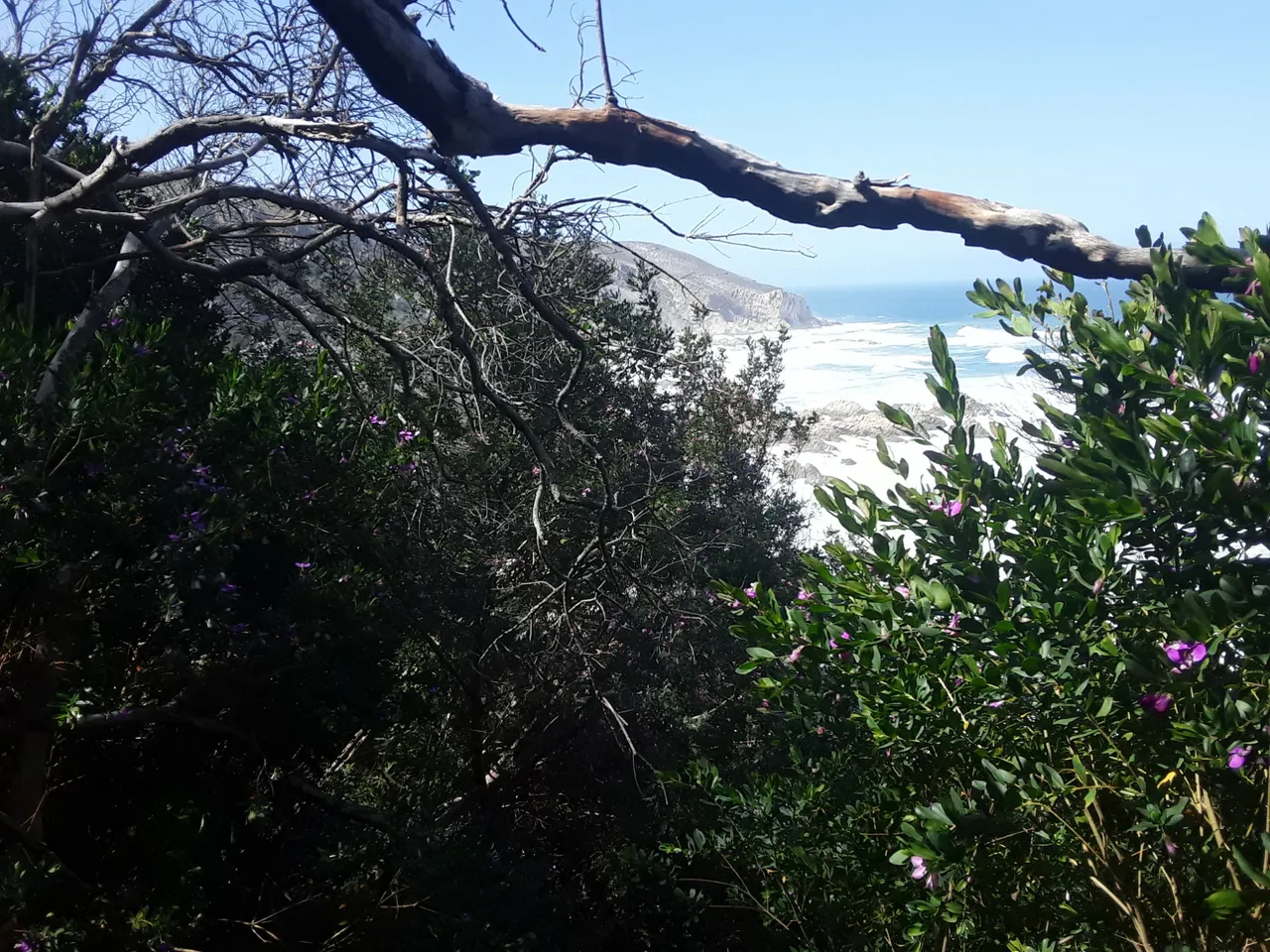 Bundu bashing as it’s called, where I have to forge my way through seldom used bush to find the old trail down the cliffs to the totally deserted shoreline