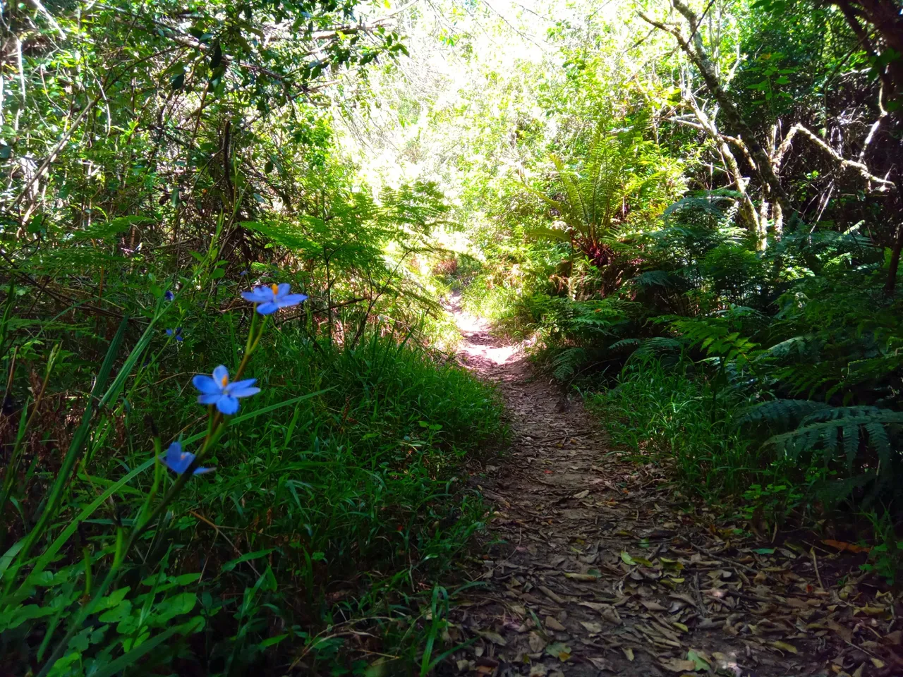 Beautiful delicate flowers on the hiking trail.