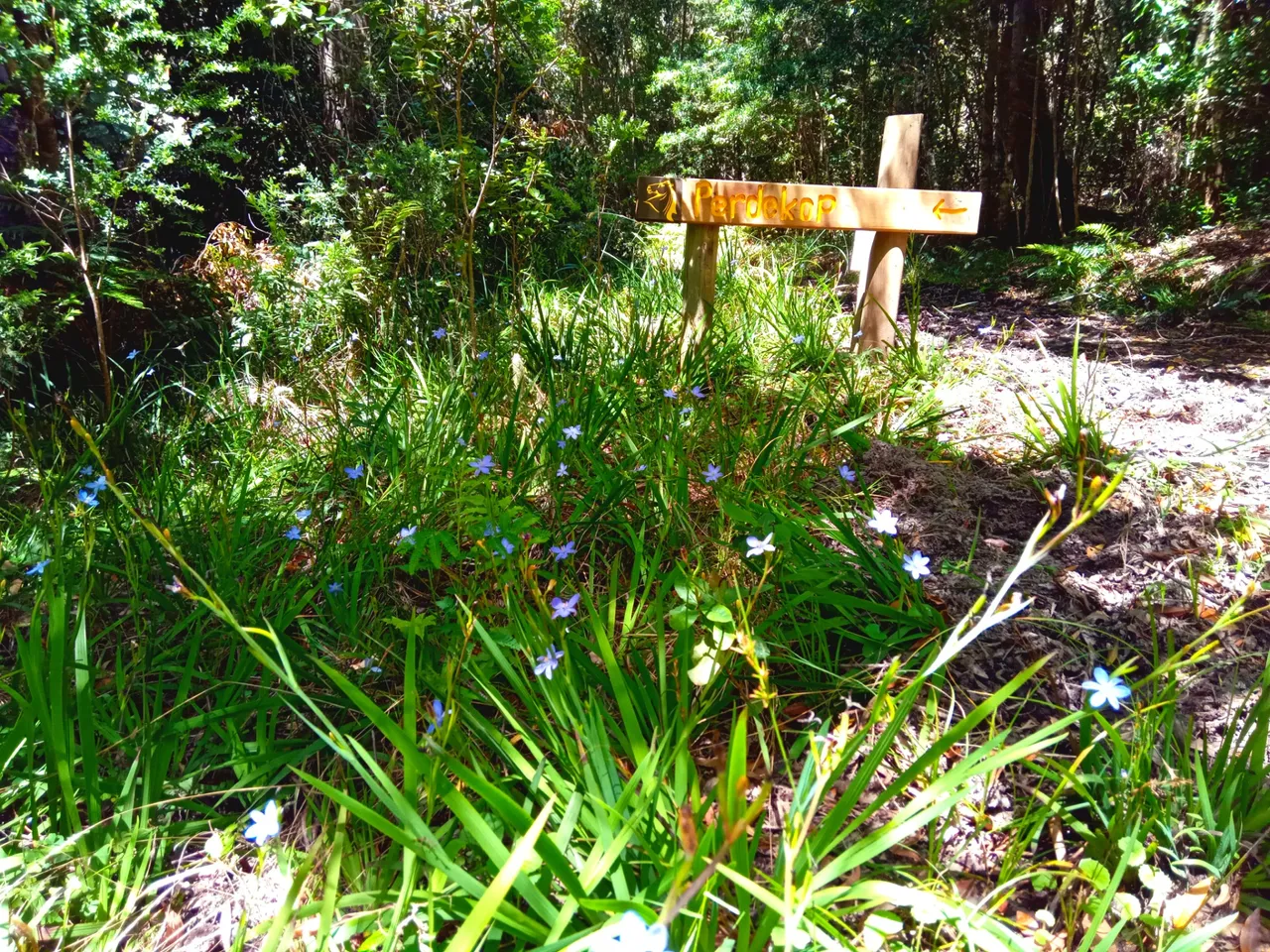 Sign for Perdekop waterfall with Spring blossoms.