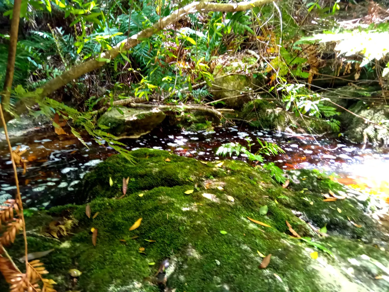 Healthy green vegetation rich with oxygen.