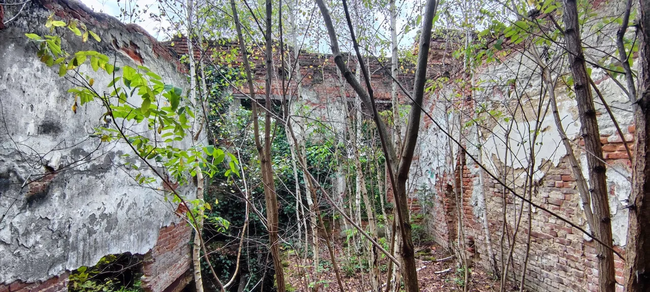 A jungle in the backyard