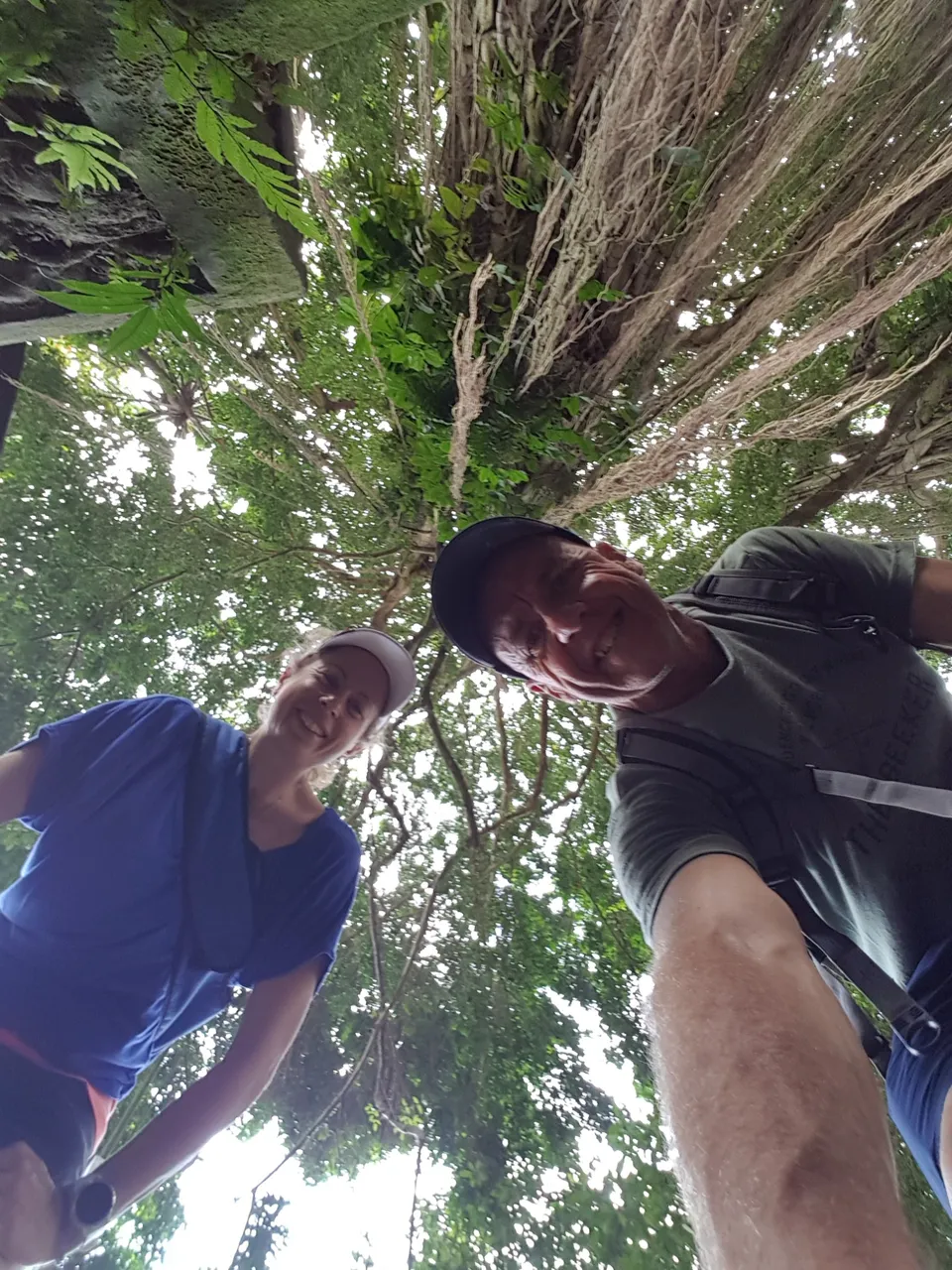 Photo looking up at this massive tree towering over us.