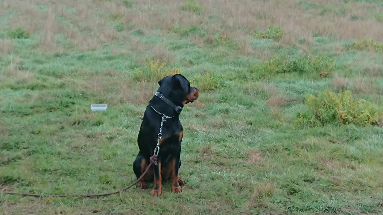 Don't upset the pooch