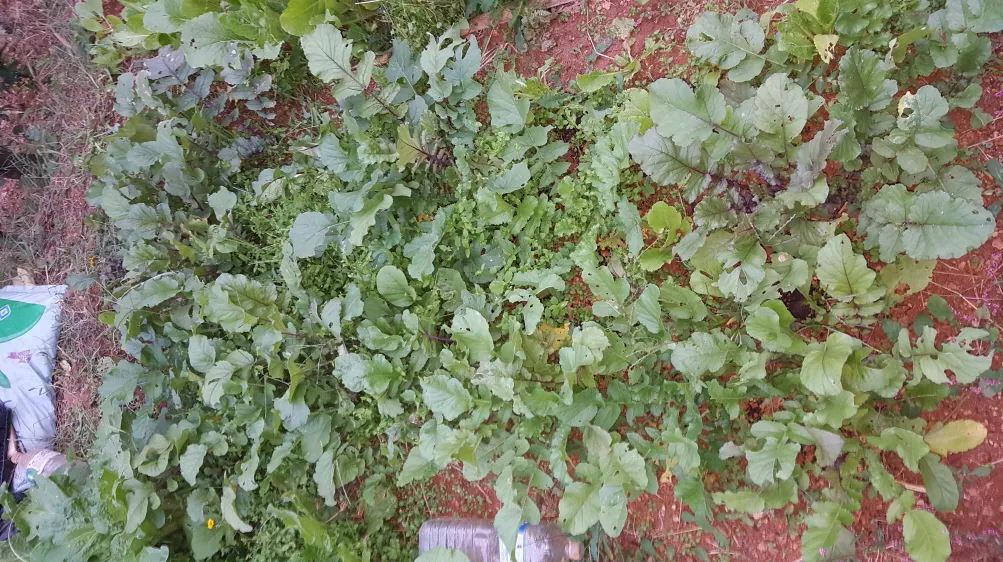 KakaoTalk_20181009_195131308.jpg