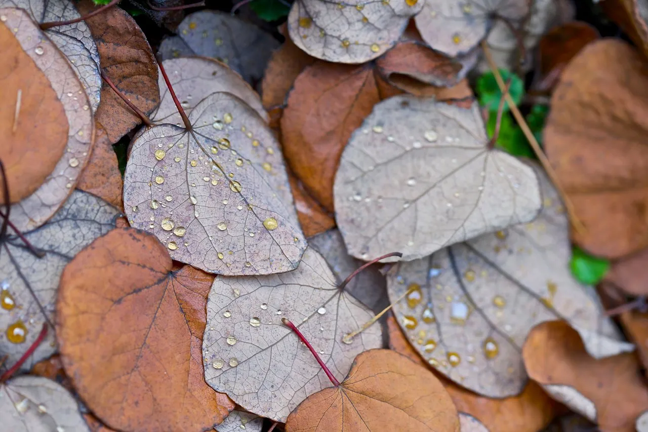 계수나무 낙엽.jpg