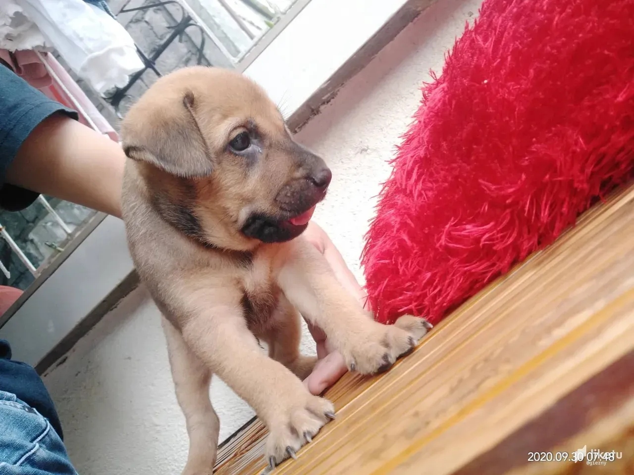 cl420r85o006j1lmj7163db0d_dog6.jpg