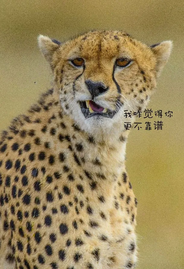 sh2.jpg